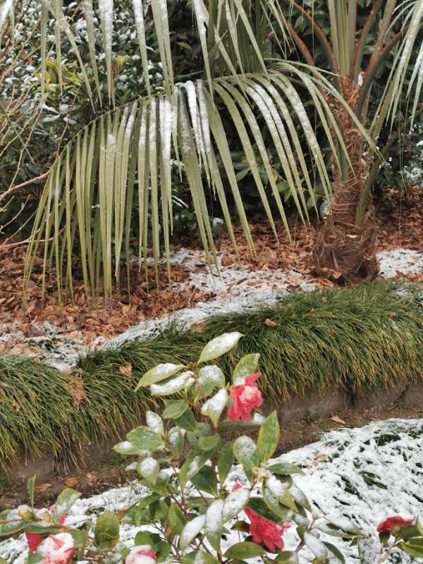 winter camellias